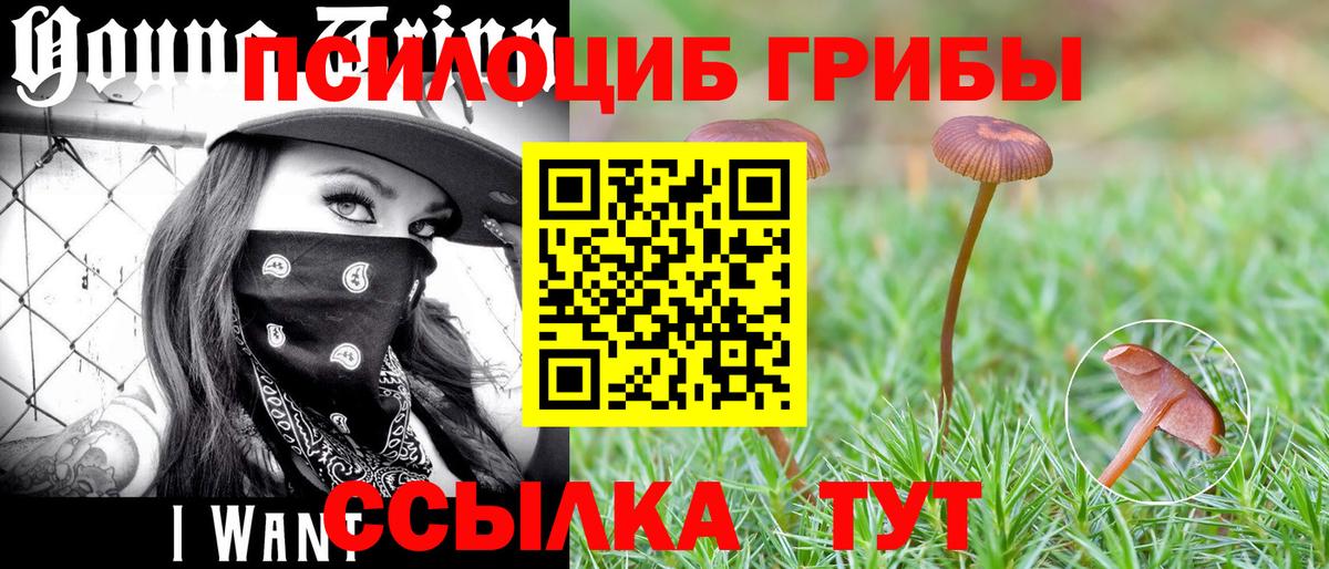 Ступино  Псилоцибиновые грибы мухоморы  Псилоцибиновые грибы ЛСД  Вход с VPN 